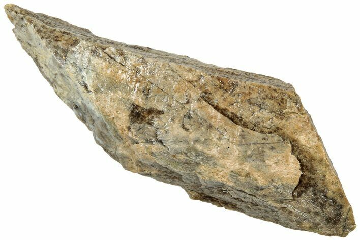 Fossil Tyrannosaur (T rex) Bone Section - Wyoming #314083